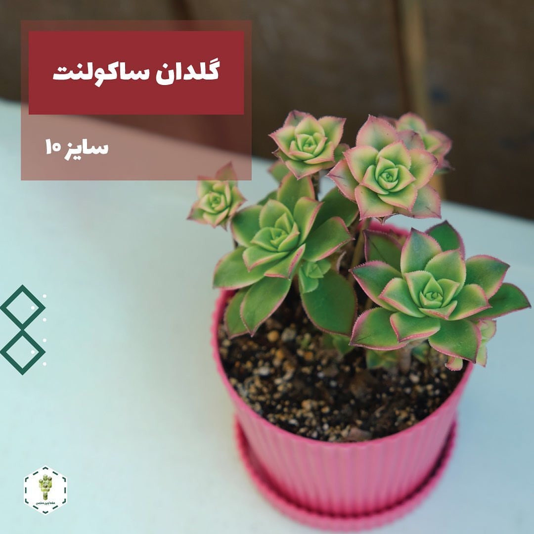 گلدان مدل مارانتا کد a-1000 بسته 6 عددی