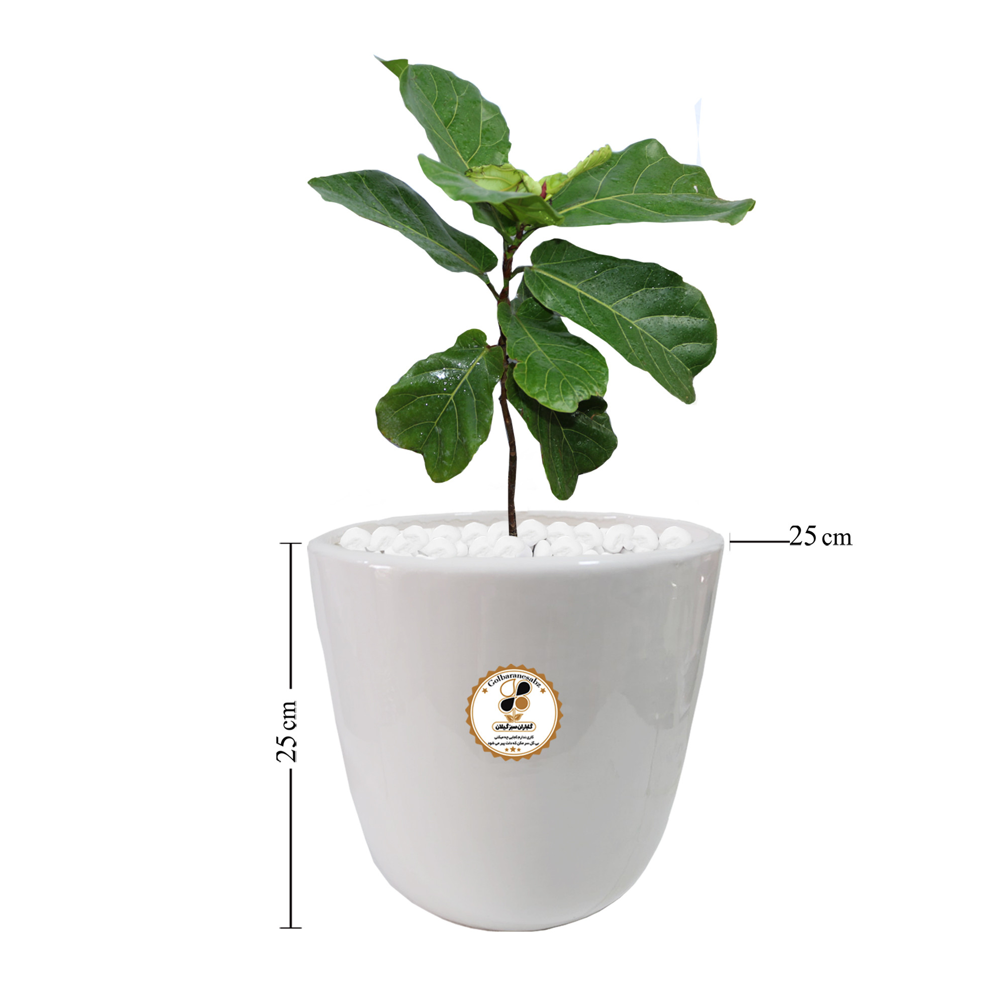 گیاه طبیعی فیکوس آفریقایی لیراتا شرکت گلباران سبز گیلان مدل GN13-2AL