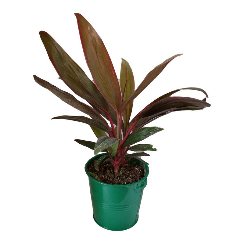 گیاه طبیعی کردلین کد uf04