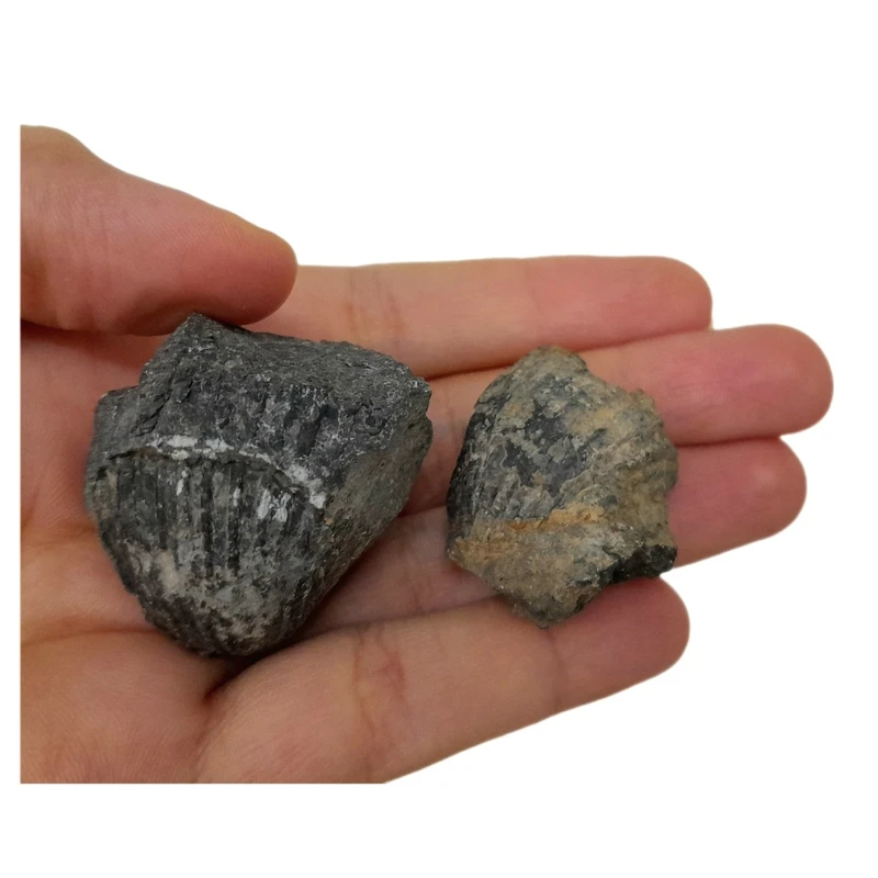 سنگ راف مدل فسیل صدفی کد 127 بسته دو عددی