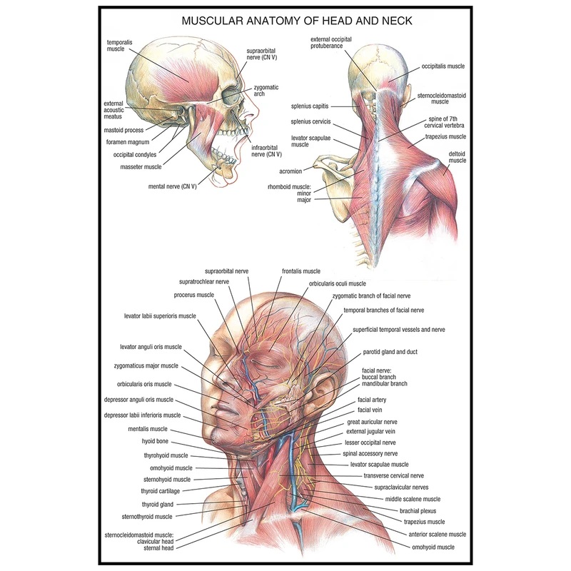 پوستر طرح سیستم ماهیچه ای انسان کد TP-G15