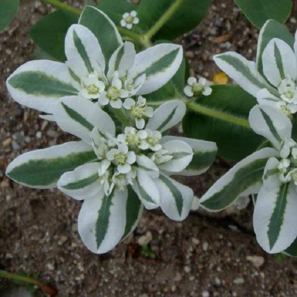 بذر گل چینی ابلق جی پی سید مدل GP24214 بذر گل چینی ابلق جی پی سید مدل GP24214