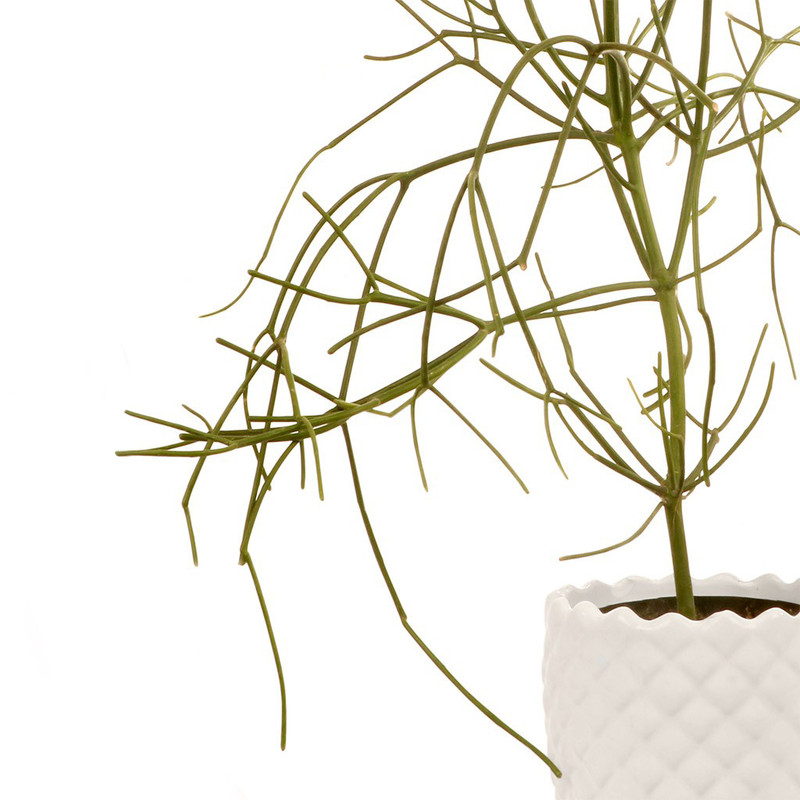 گلدان افوربیا تیروکالی گلیتال مدل 02 گلدان افوربیا تیروکالی گلیتال مدل 02