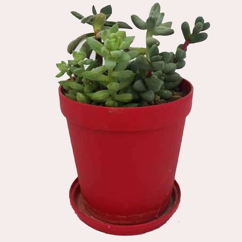 گیاه طبیعی ساکولنت کد k02