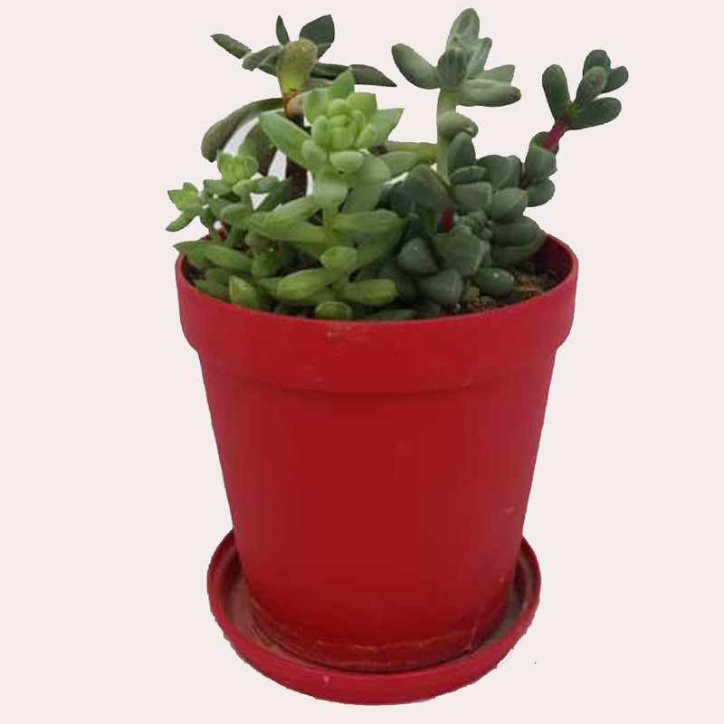 گیاه طبیعی ساکولنت کد k02