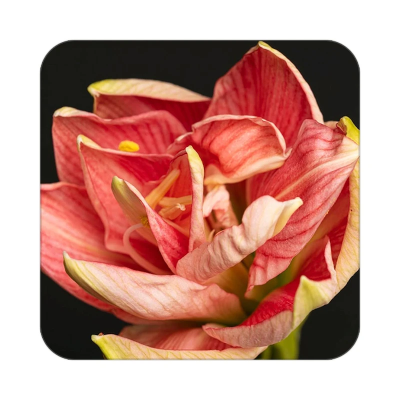 زیر لیوانی کاکتی طرح گل مدل mp18534