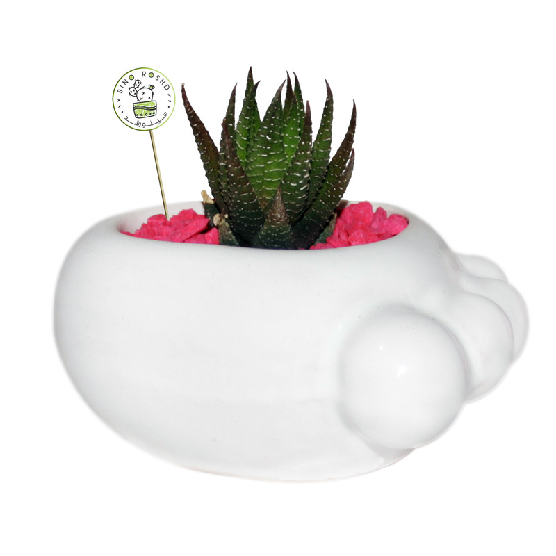 گیاه طبیعی کاکتوس هاورتیا گورخری سینورشد کد CHP1 گیاه طبیعی کاکتوس هاورتیا گورخری سینورشد کد CHP1