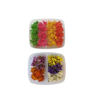 گل خشک مدل mixed 4 مجموعه دو عددی