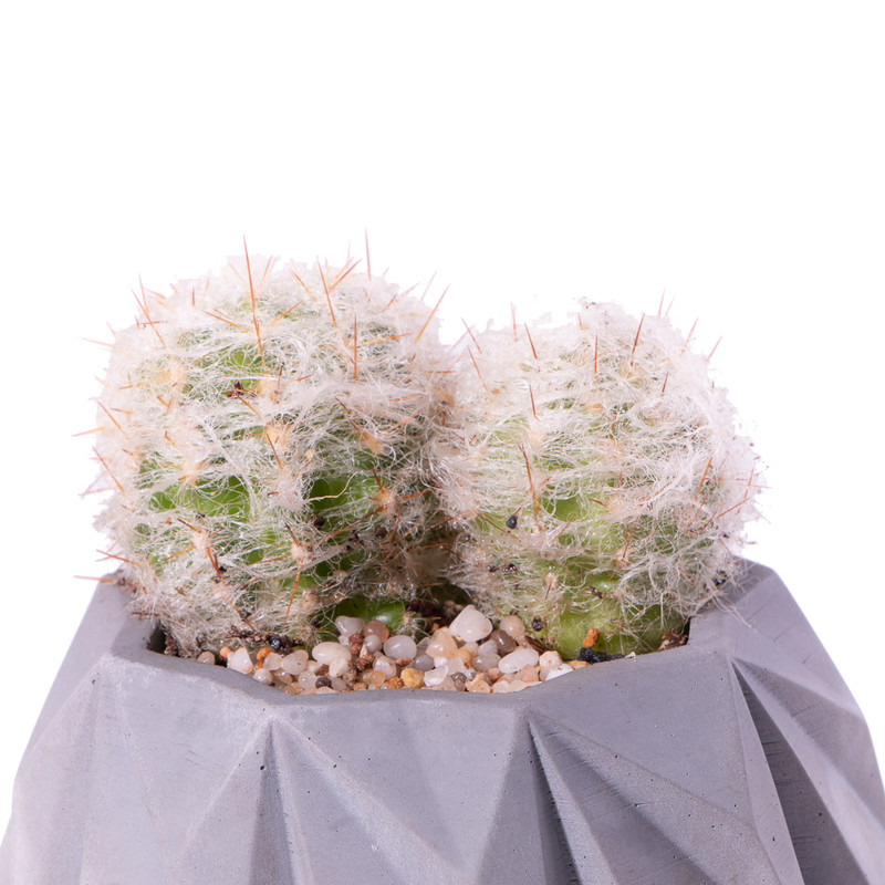 گیاه طبیعی کاکتوس آرئو سرئوس مدل K-16