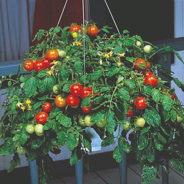 بذر گوجه گیلاسی رنگی میکس فصل سبز کد FSSEED-048