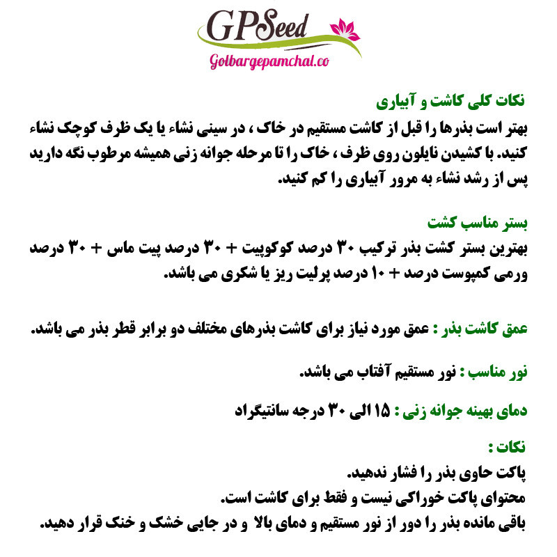 بذر گل تاج خروس چتری الوان جی پی سید مدل GP9354