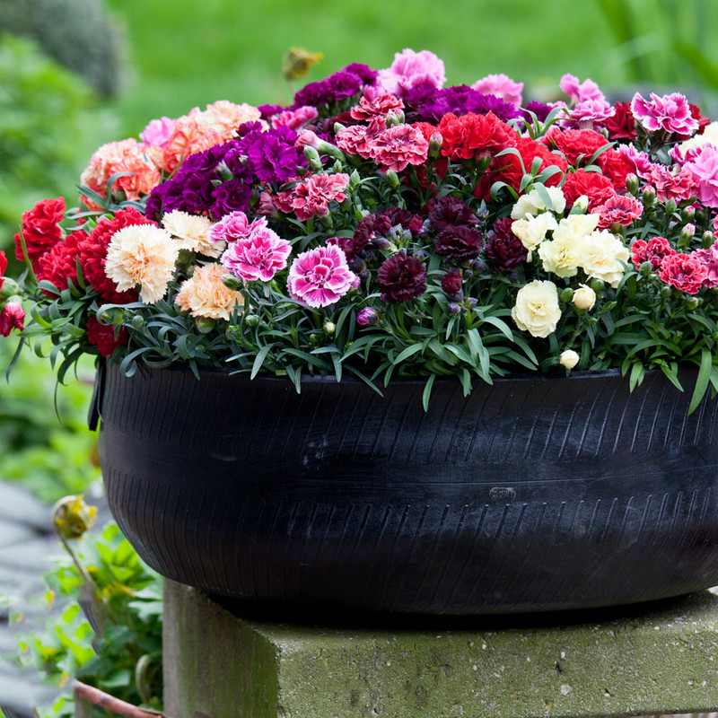 بذر گل میخک الوان سانیا سید مدل ss16