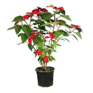 گیاه طبیعی بنت نسول رمز کد 25- AS