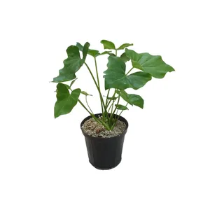 گیاه طبیعی برگ انجیری کد 15