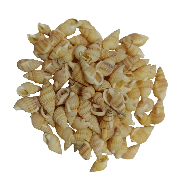 صدف تزیینی مدل pkst03 مجموعه 100 عددی