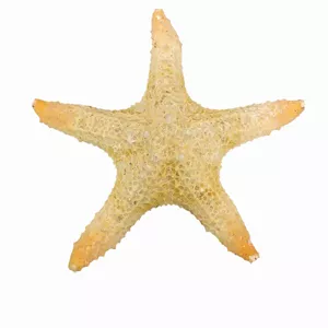 ستاره دریایی تزیینی مدل fb13