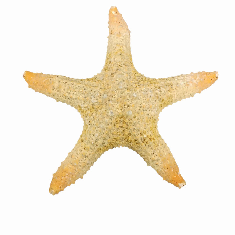ستاره دریایی تزیینی مدل fb13