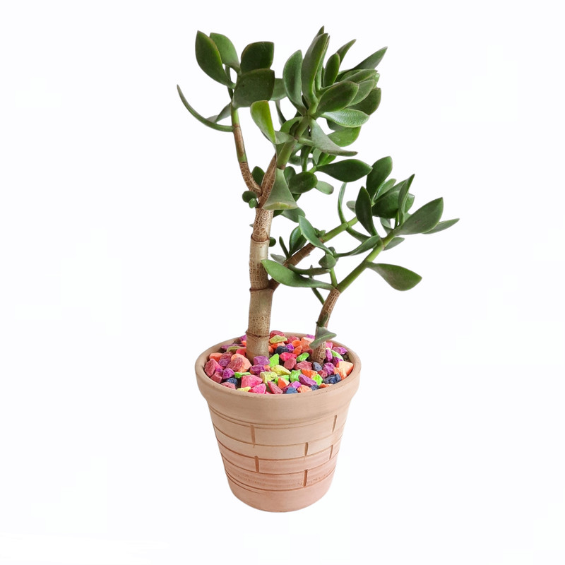 گیاه طبیعی مدل کراسولا قاشقی تنه دار کد 1