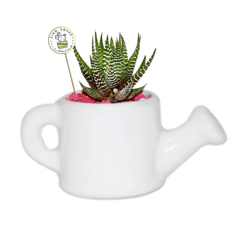 گیاه طبیعی کاکتوس هاورتیا گورخری سینورشد کد CHA1