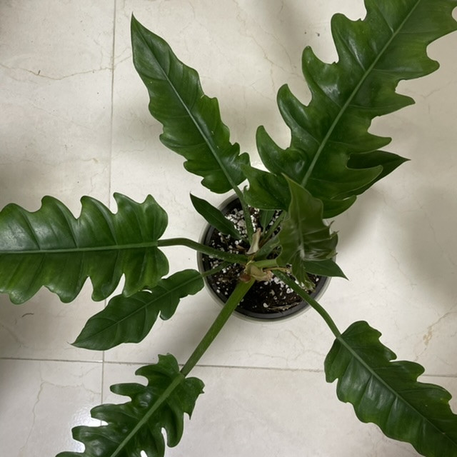 گیاه طبیعی فیلودندرون مدل کنگره ای کد 65604