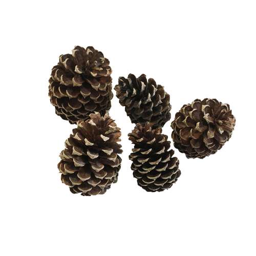 میوه تزیینی مدل کاج کد SRM-274 بسته 5 عددی