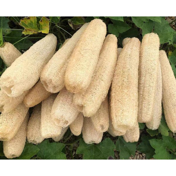 بذر لوفا لیف گیاهی گلس گاردن مدل GL05