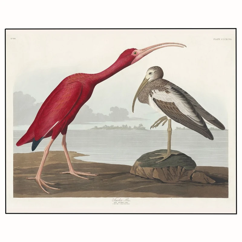 پوستر مدل چاپ اسکارلت