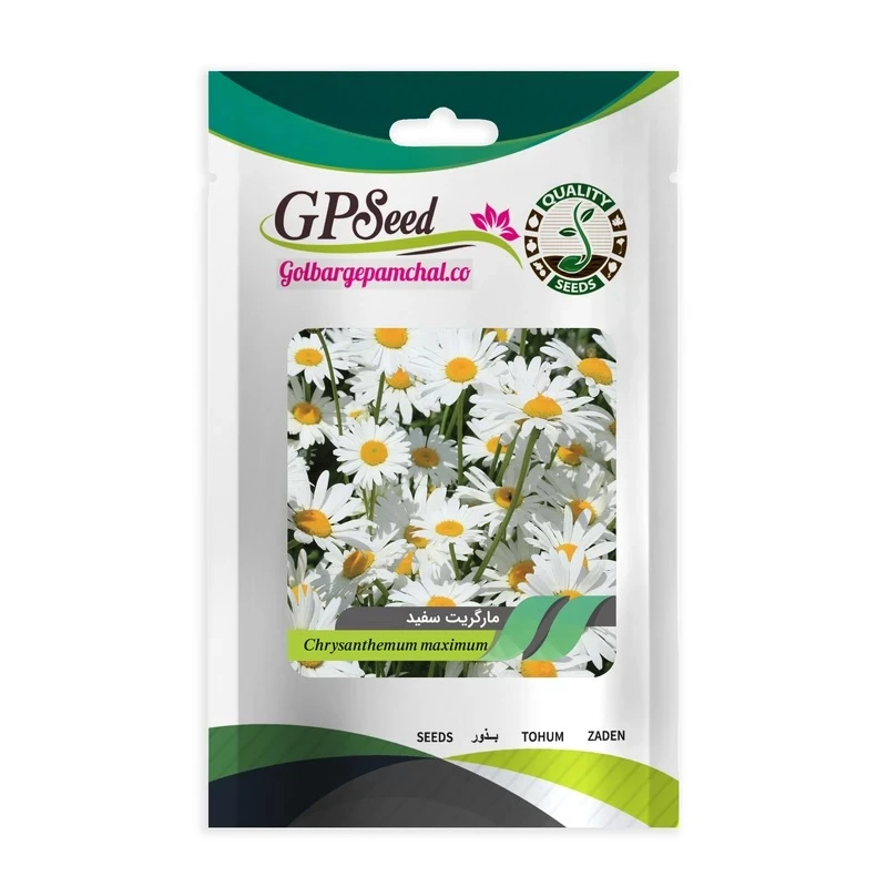 بذر گل مارگریت سفید جی پی سید مدل GP1458