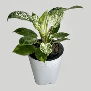 فیلودندرون برکین گلآرون مدل هیدروپنیک p01