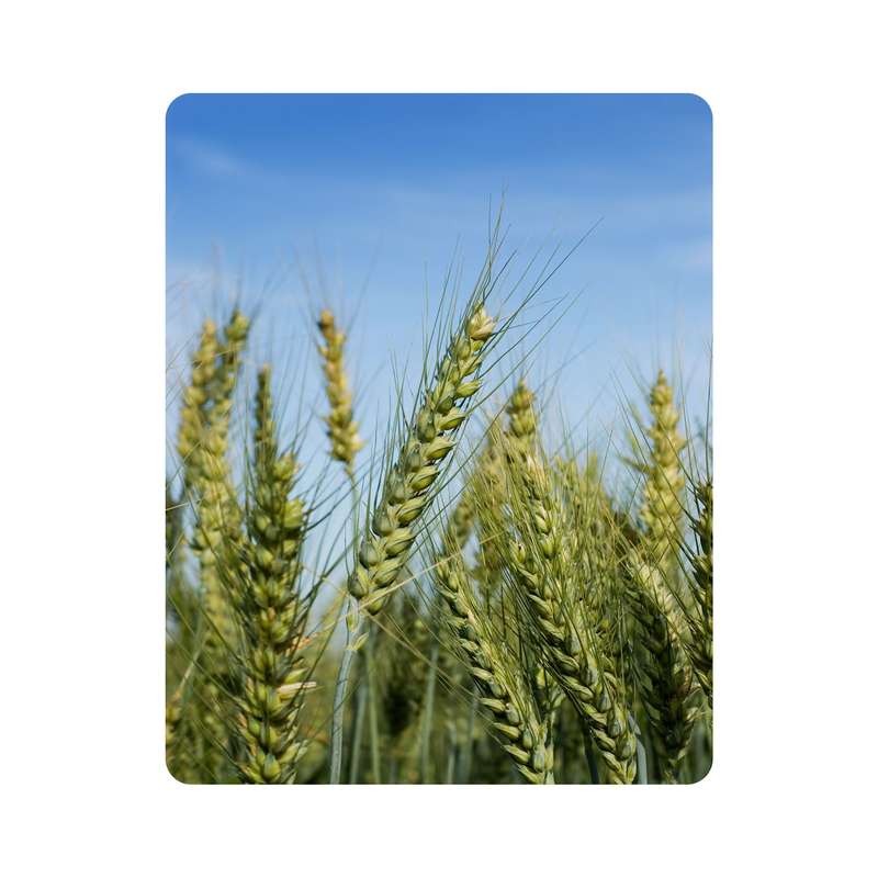 ماوس پد اطلس آبی طرح  گل گندم مدل T7057