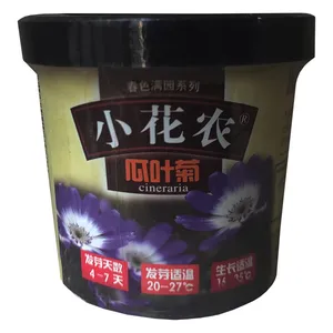 مجموعه کاشت گل سینره مدل 1 cineraria