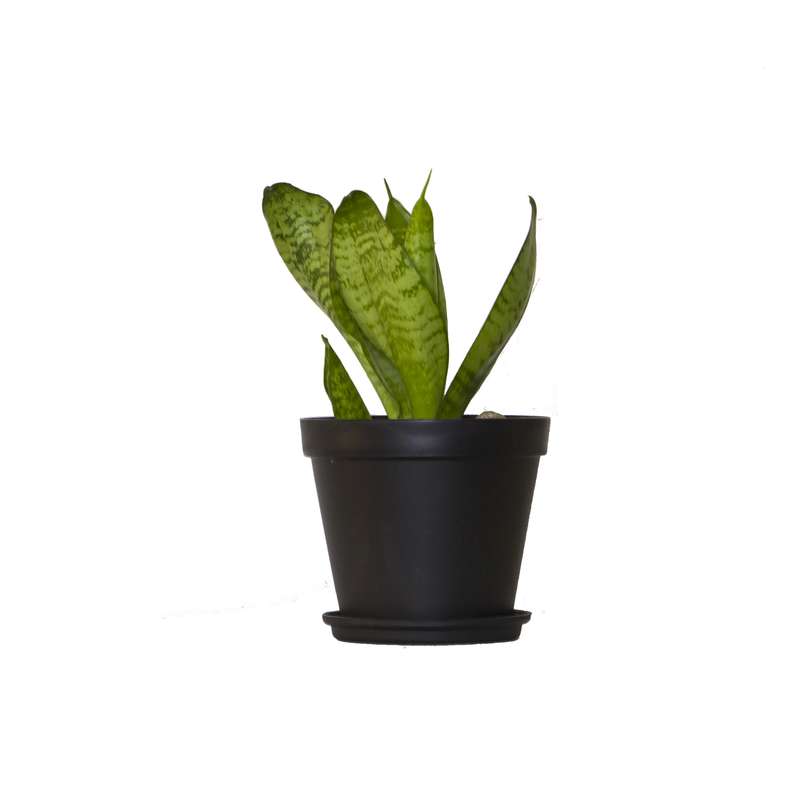 گیاه طبیعی سانسوریا مدل پاکوتاه