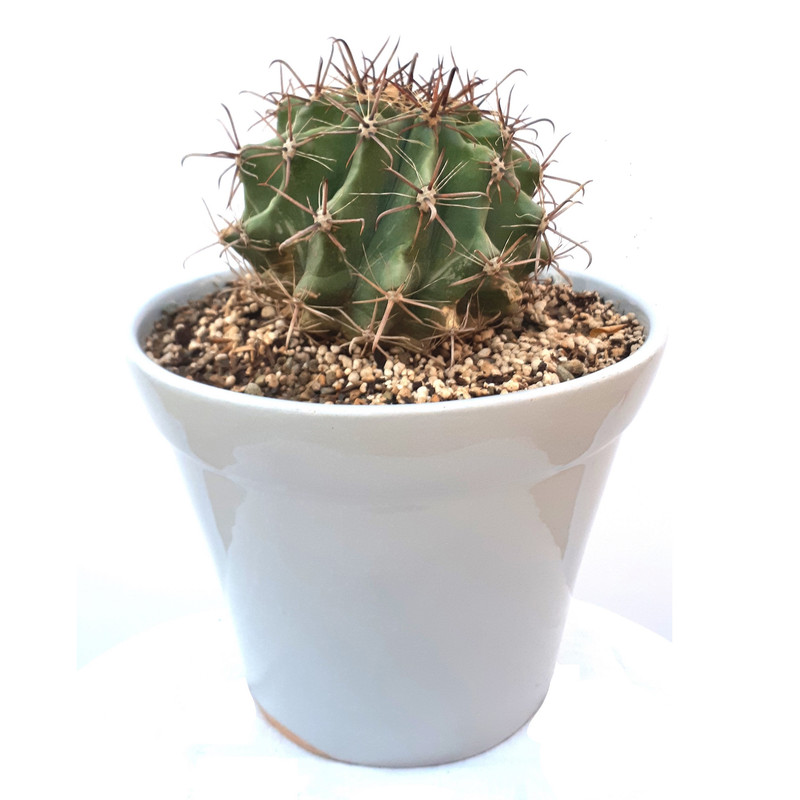 ژیمنوکالیسیوم اسپگازینی تیغ بلند مدل Sh456791