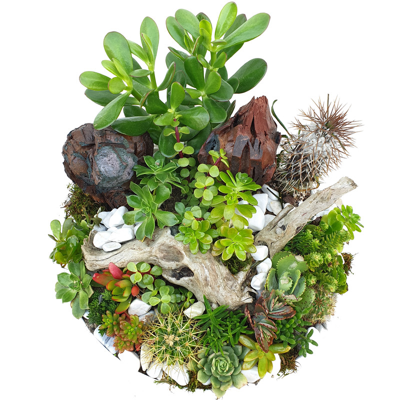 گیاه طبیعی کاکتوس مدل MK-99007