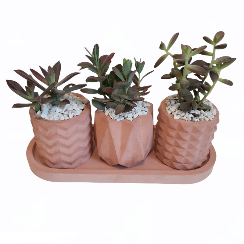 گیاه طبیعی ساکولنت و کاکتوس کد B مجموعه 3 عددی گیاه طبیعی ساکولنت و کاکتوس کد B مجموعه 3 عددی