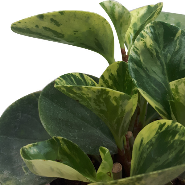 گیاه طبیعی پیرومیا ناردونه کد AB - S02