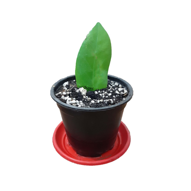 گیاه طبیعی زاموفیلیا مدل قلمه ریشه دار کد 104 گیاه طبیعی زاموفیلیا مدل قلمه ریشه دار کد 104