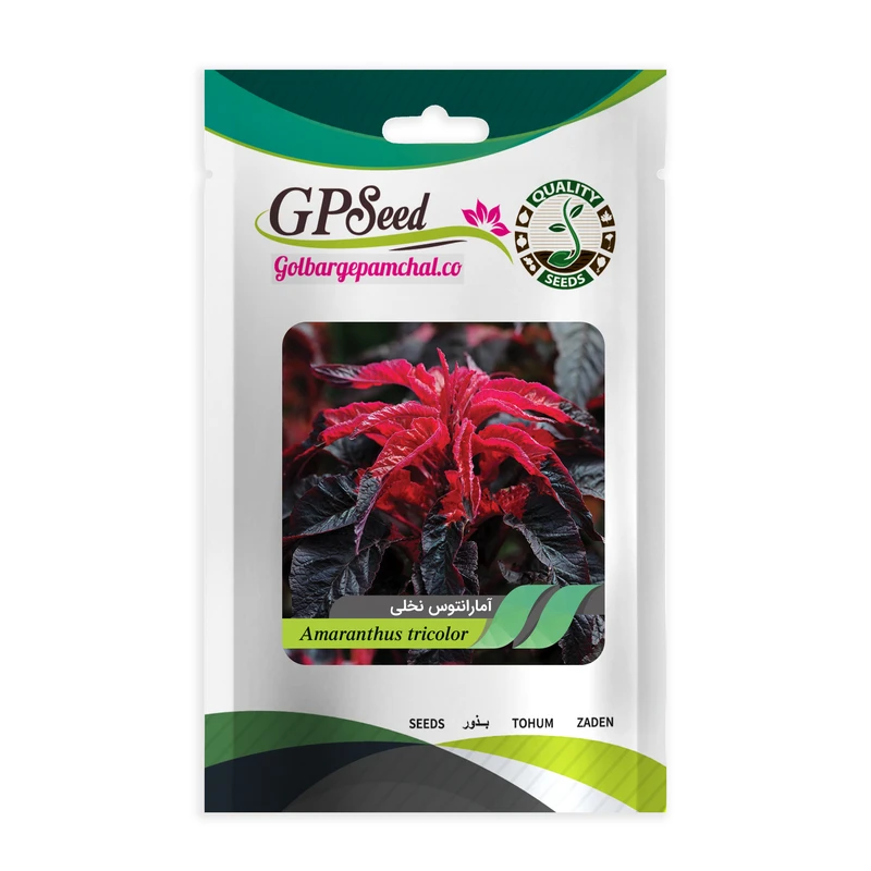 بذر گل آمارانتوس نخلی گلبرگ پامچال کد GPF-276