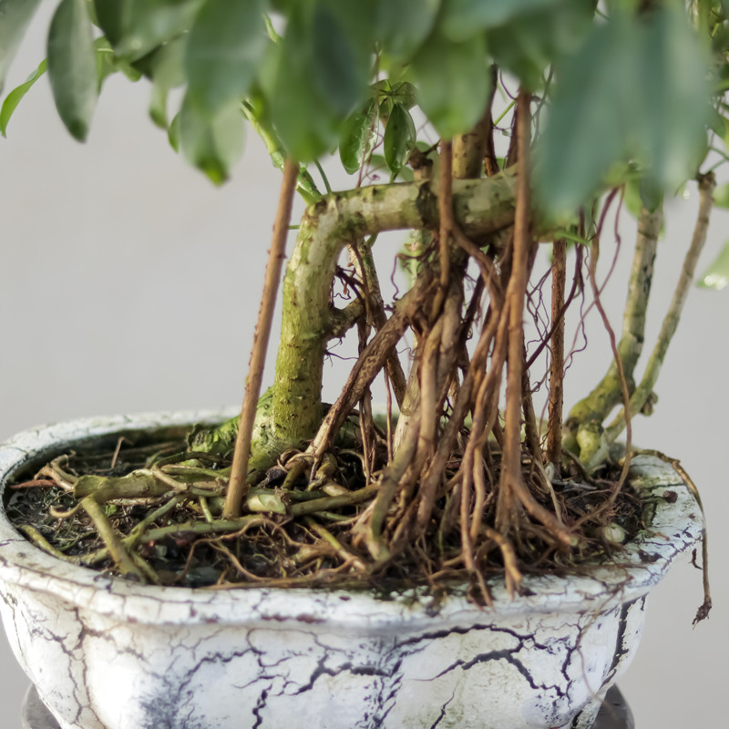 گیاه طبیعی بونسای شفلرا مدل 65108 گیاه طبیعی بونسای شفلرا مدل 65108