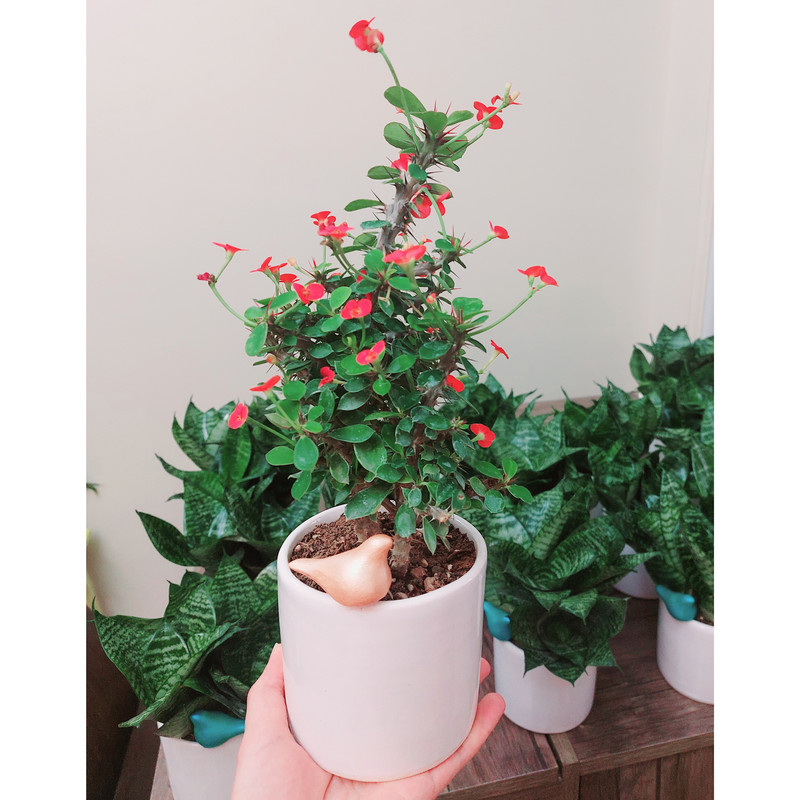 گیاه طبیعی مرجان مینیاتوری مدل G-12