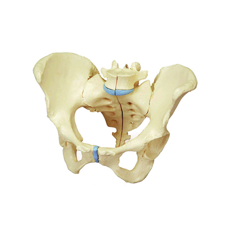 بازی آموزشی طرح مولاژ اسکلت لگن خاصره مدل ASM07