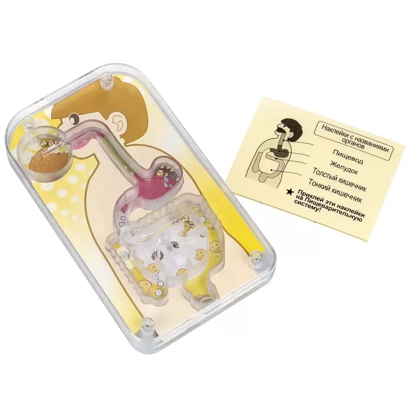 بازی آموزشی مدل ماز دستگاه گوارش کد WPL-116