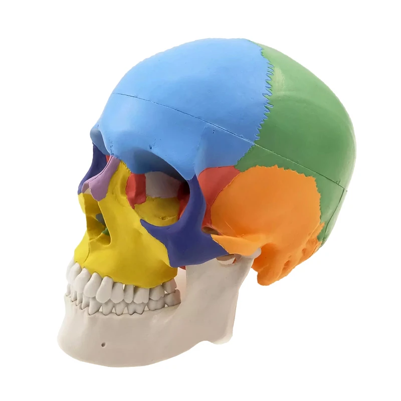 بازی آموزشی مدل مولاژ آناتومی جمجمه انسان کد Skull