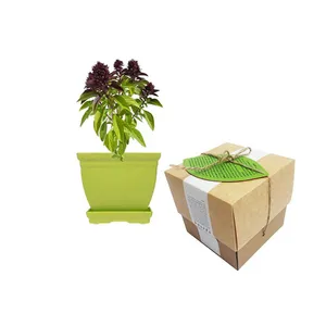 مجموعه کاشت گلدونه سبزی ریحان دارچینی