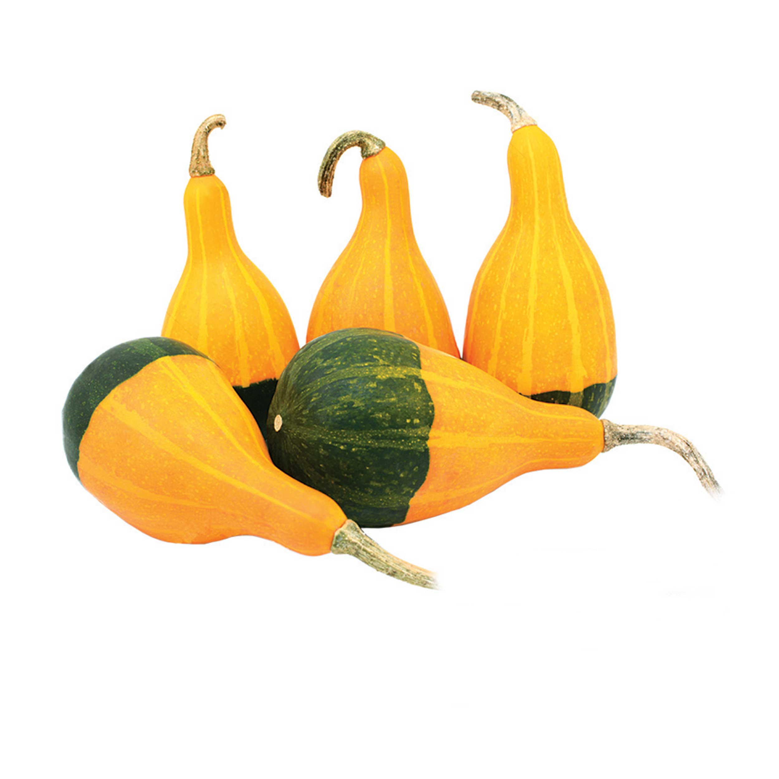 بذر کدو گلابی دو رنگ گلبرگ پامچال کد GPF-308