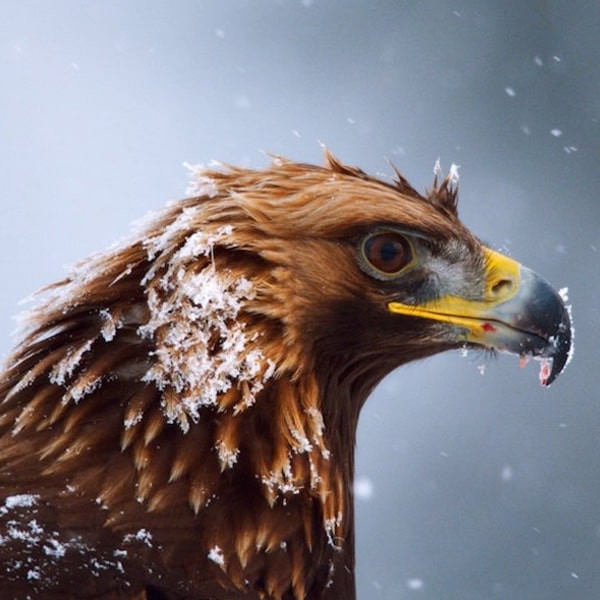 مستند سیاره زمین دو Planet Earth II 2016 اثر دیوید اتنبرو نشر لیمو استور