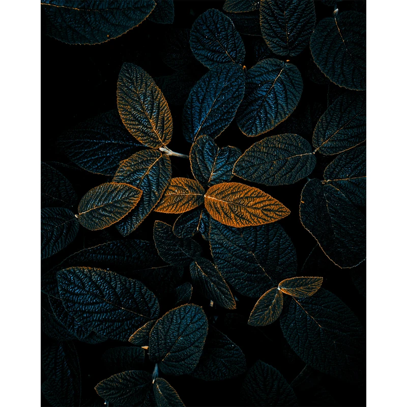 تابلو شاسی مدل برگ های پاییزی Autumn Leaves کدC1-13