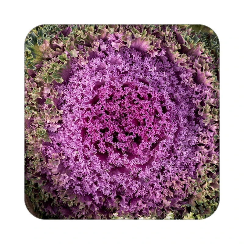 زیر لیوانی کاکتی طرح گل مدل mp18972