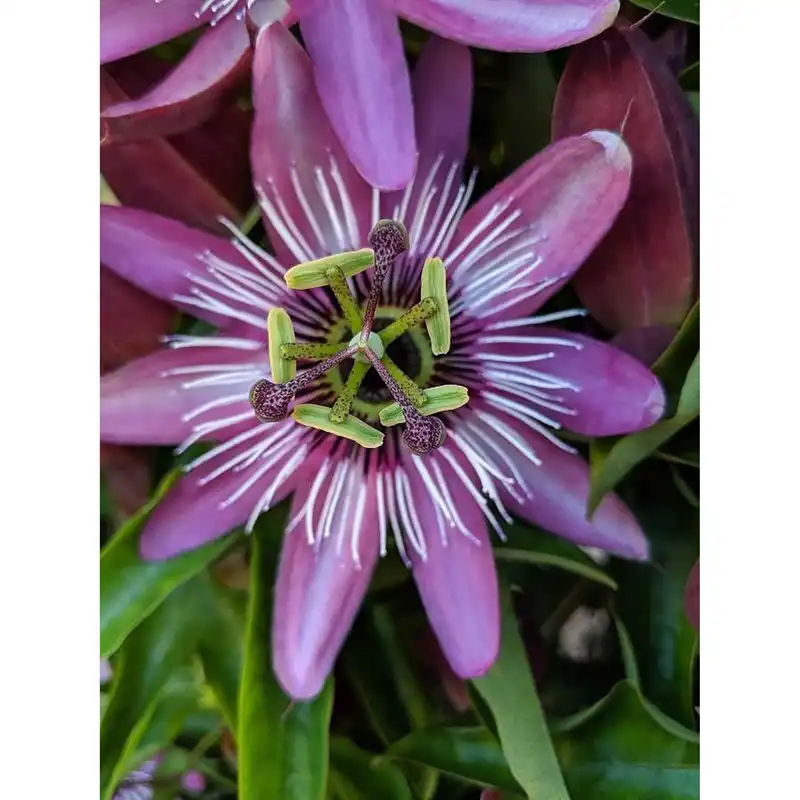 بذر گل ساعتی رونده صورتی فصل سبز کد FSSEED-041