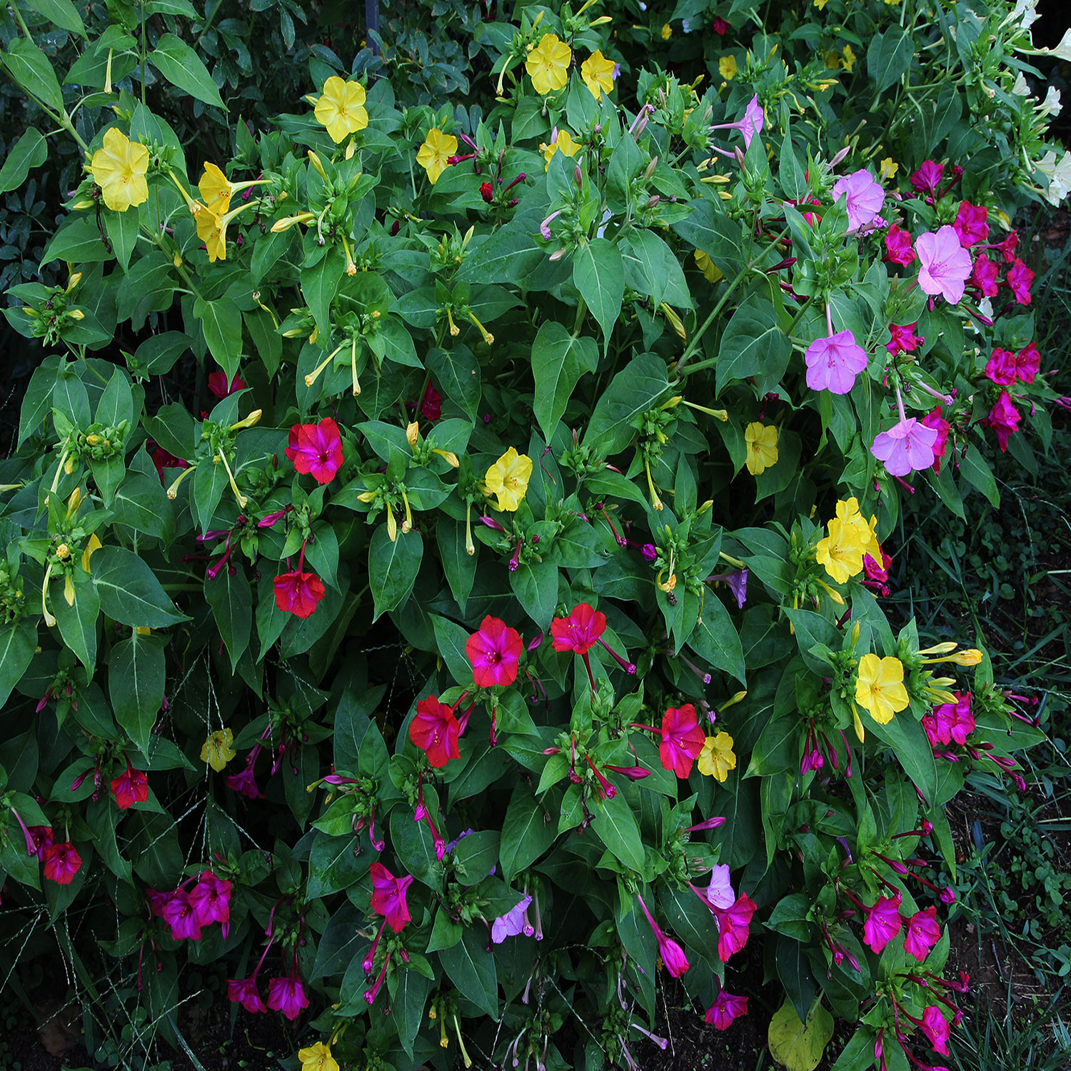 بذر گل لاله عباسی پابلند الوان وانیا سید مدل O184 بذر گل لاله عباسی پابلند الوان وانیا سید مدل O184